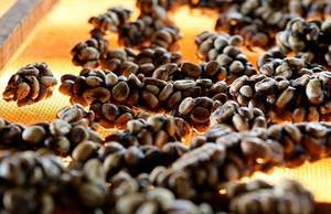 Wholesale fermentation: Civet Coffee From Indonesia.