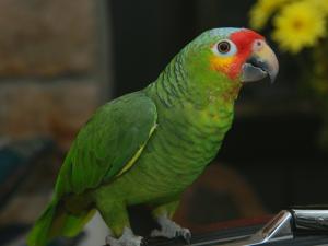 Wholesale Poultry & Livestock: Parrots