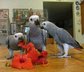 King Parrots Birds