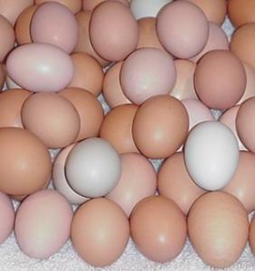 Wholesale chicken white eggs: Fresh Chicken Table Eggs-Fertilized Hatching Eggs, White and Brown Broiler Chicken Eggs
