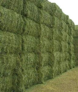 Wholesale alfalfa grass: Fresh & Dry Alfalfa Hay. Whatsapp: +1 502 383 1656