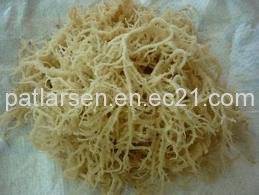 Wholesale dried eucheuma: Dried Cottonii Seaweed