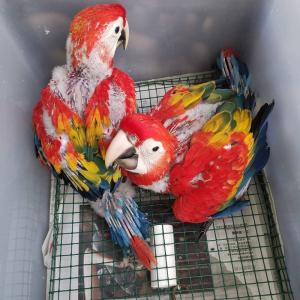 Wholesale gold umbrella: Blue & Gold Macaw Parrot