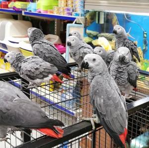 Wholesale pet cage: Macaws, African Grey Parrots and More for Sale..