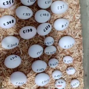 Wholesale baby care: Available Are Fresh Parrot Eggs and Parrot Babies for Sale