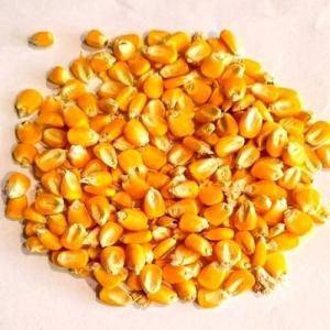 Wholesale fitness products: Yellow Corn