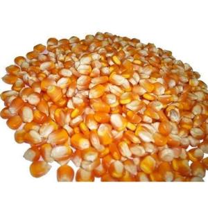 Wholesale fittings: Yellow Corn for Sale