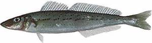 Wholesale soft: King George Whiting