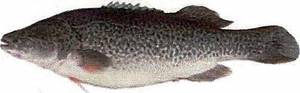 Wholesale fresh fish: Murray Cod