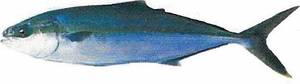 Wholesale yellowtail: Yellowtail Kingfish