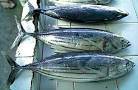 Wholesale whole frozen fish: Yellowfin Tuna