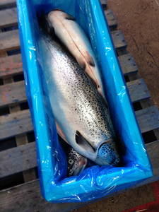 Wholesale Fish & Seafood: Tasmanian Atlantic Salmon