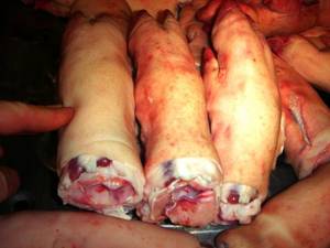 Wholesale Meat & Poultry: Frozen Pork Front Feet and Pork Hind Feet