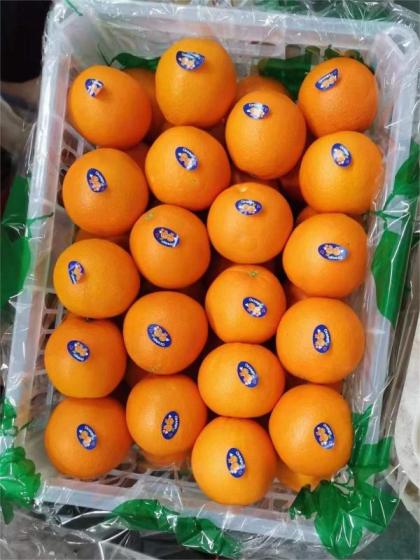 Sell Fresh Summer Orange/cittus fruits