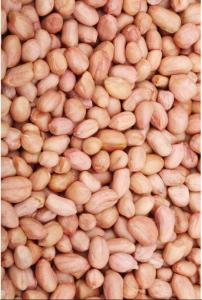 Wholesale label: Peanut/Groundnuts (BOLD, JAVA, TJ & BLANCHED)