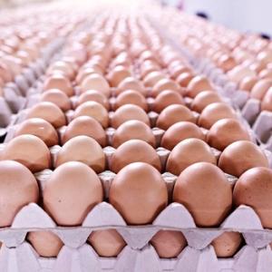 Wholesale printing box: High Quality Fertile Hatching Chicken Egg/Fresh Chicken Table Eggs/Quail Eggs