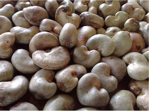 Wholesale nut: Raw Cashew Nuts