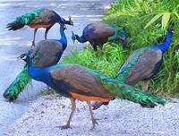 Cute Peacocks and Peahens for Sale