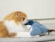 2022 PETMI New Release Factory Sale Cat Toy Dancing Bird Plush Soft Toy PET Squeak Toys