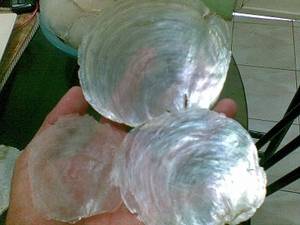 Wholesale Other Gifts & Crafts: Raw Capiz Shell