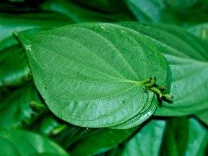 Wholesale betel nuts: Betel Leaf