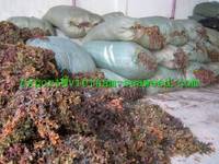 Sell Dried Sargasum seaweed
