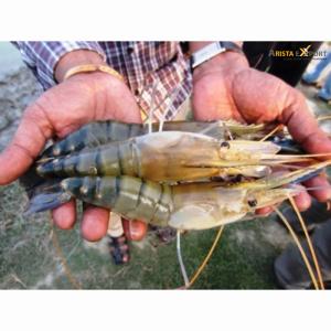 Wholesale Fish & Seafood: Fresh Tiger Prawns/Wild Shrimps/Chilled Seafood!
