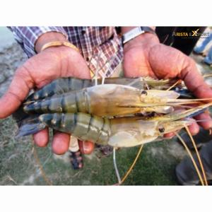 slipper lobster tails for sale