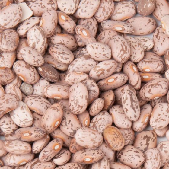 Speckled Kidney Bean Pinto Bean