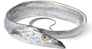 Good Quality Hairtail Ribbon Fish
