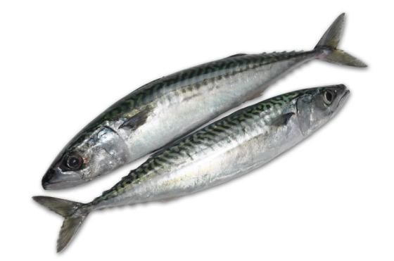 Good Price Ready Shipment Hard Tail Scad Frozen Mackerel Fish for Sale