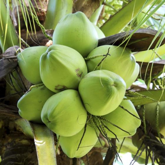 High Quality Fresh Holiland Coconut From Thailand