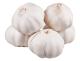 Cheap Price Fresh New White Garlic Sale