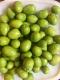 Wholesale Good Quality Fresh Olives Black/Brown/Red/Green OLIVES for CONSUMPTION