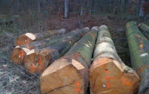 Wholesale exterior: European Beech Logs and Sawn Timber Lumber KD