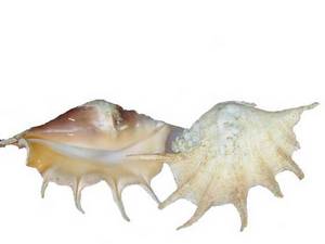 Wholesale Other Gifts & Crafts: Sea Shells