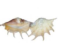Sea Shells