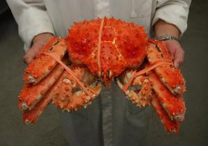 Wholesale Crab: King Crabs