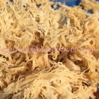 Gold Sea Moss /Eucheuma Cottonii Seaweed