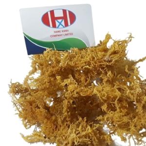 Wholesale dried eucheuma: Products Golden Dried Irish Moss Made in Vietnam (Whatsapp/Line/Kakaotalk/Viber: 84348545435)