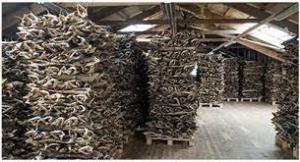 Wholesale frozen fish: Hot Dried Stockfish Frozen Stock Fish