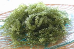Wholesale sushi: Amibudo Sea Grapes Seaweed Green Seaweed
