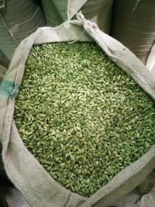 Wholesale spices: Green Cardamom for Sale
