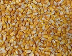 Wholesale animal feed: Wholesale Price Yellow Corn High Quality Yellow Maize Corn for Animal Feed Supplier