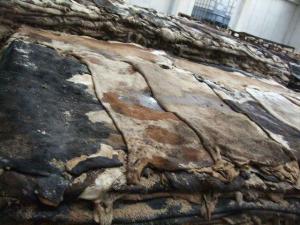 Wholesale dry salted sheep skins: Cow Skin
