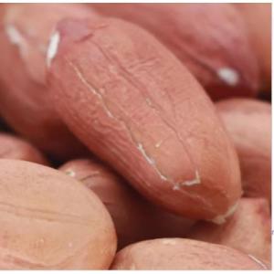 Wholesale tcg: Russia Peanut (Groundnuts) 2023 Wholesale Prices