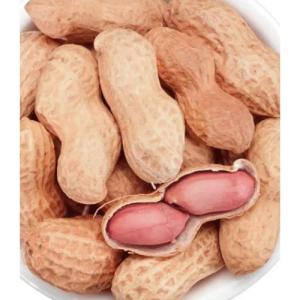 Wholesale wholesale companies: Raw Dried Peanut, Grade: A Grade, Packaging Size: 50 Kg