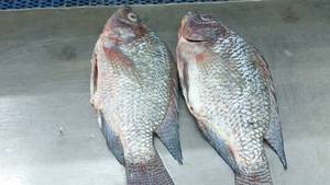 Wholesale whole frozen fish: Quality Tilapia From Thailand