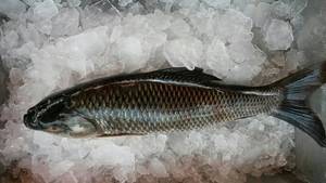 Wholesale Fish & Seafood: Quality Rohu From Thailand