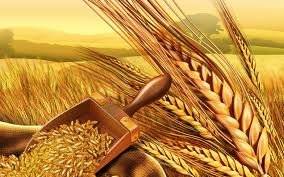 Wholesale we supply the quality: Wheat
